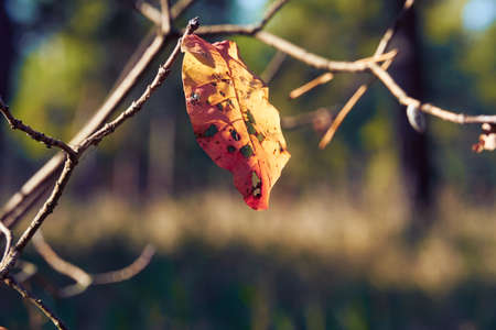 forest on a bright day and leaves closeup - beautiful autumn landscape and wildlife