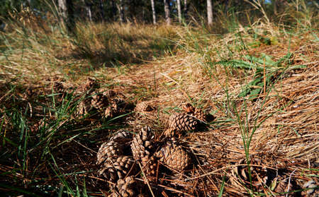 forest on a bright day, cones on the trail - beautiful autumn landscape and wildlifeの写真素材