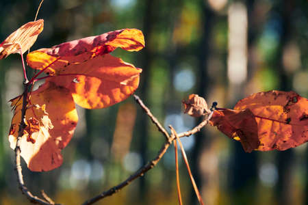 forest on a bright day and leaves closeup - beautiful autumn landscape and wildlife