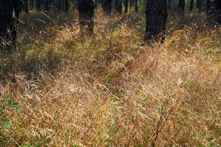 forest on a bright day - beautiful autumn landscape and wildlife