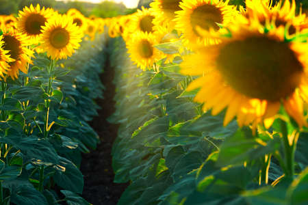 sunflower - bright field with yellow flowers, beautiful summer landscape in sunsetの写真素材