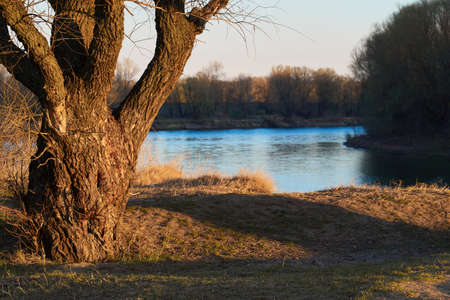 autumn forest landscape, trees near river at sunset