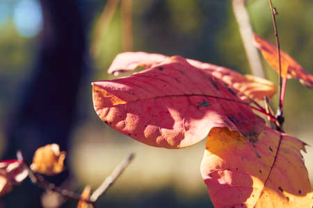 forest on a bright day and leaves closeup - beautiful autumn landscape and wildlifeの写真素材