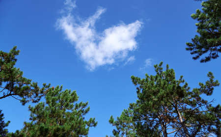forest on a bright day, cloud in a branches frame - beautiful autumn landscape and wildlifeの写真素材