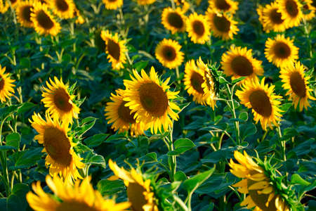 sunflower - bright field with yellow flowers, beautiful summer landscape in sunsetの写真素材