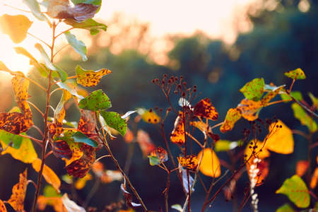 closeup of colorful autumn leaves at sunset, bright sunlight and forest backdrop, beautiful wild...