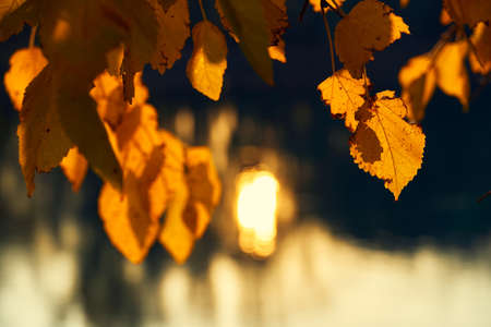 close-up view of leaves and branches at sunset, colorful autumn forest, trees near river, bright...