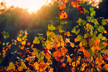 closeup of colorful autumn leaves at sunset, bright sunlight and forest backdrop, beautiful wild...