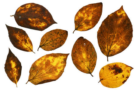 collection of autumn leaf closeup objects in details, bright and colorful, white background...