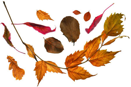 collection of autumn leaf closeup objects in details, bright and colorful, white background...