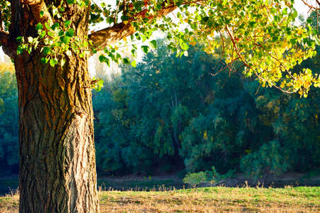close-up view of tree and branches as frames at sunset, colorful autumn forest, trees near river,...