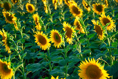 sunflower - bright field with yellow flowers, beautiful summer landscape in sunset