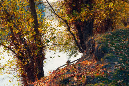 colorful autumn forest landscape at sunset, trees near river and sky, bright sunlight and shadowsの写真素材