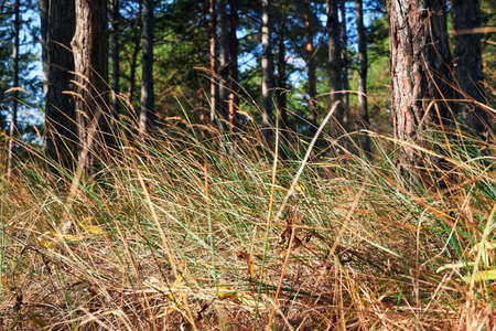 forest on a bright day - beautiful autumn landscape and wildlife