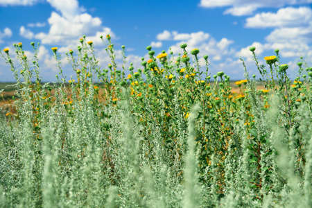 beautiful summer landscape with grass and wild flowersの写真素材