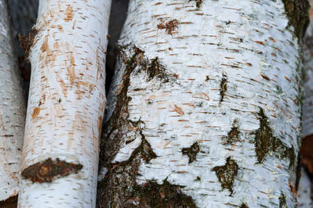 pile of birch wood, close view of bark for texture or background