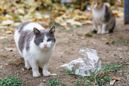 stray cats search for food in a dumpsterの写真素材
