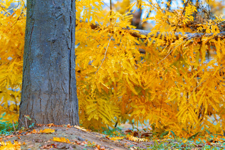beautiful nature in autumn park, wooden fence and bush with bright yellow leaves and tree trunk