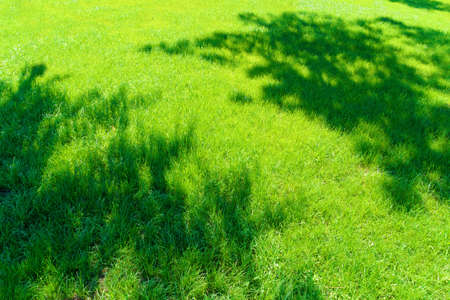 bright green grass background in a city park on a sunny day, tree shadows on the lawn