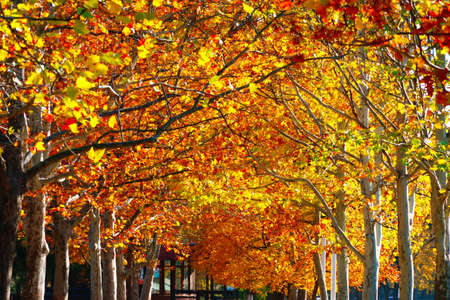 autumn city at bright sunny day, maple trees alley with yellow leaves