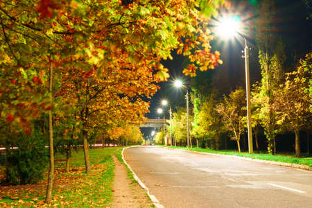 autumn road in a city at night, trees with yellow leavesの写真素材