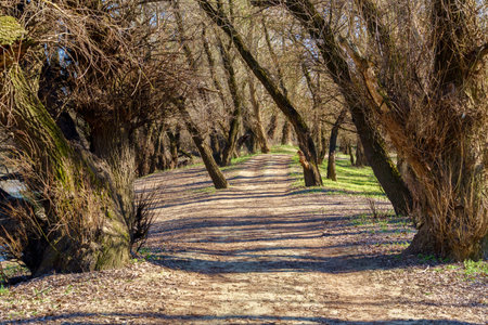 beautiful spring landscape - forest and path on a bright sunny day