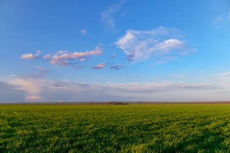 agricultural field with young sprouts and a blue sky with clouds - a beautiful spring landscape