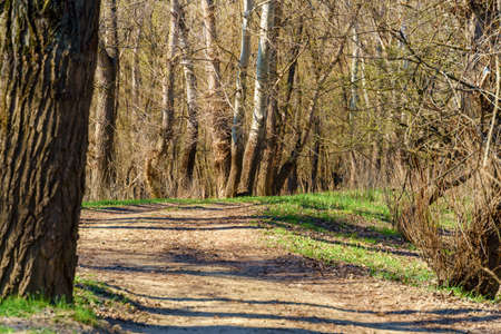 beautiful spring landscape - forest and path on a bright sunny day