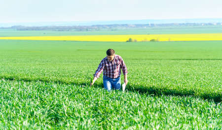 a man as a farmer walking along the field, dressed in a plaid shirt and jeans, checks and inspects...