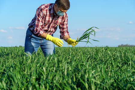 a man as a farmer poses in a field, dressed in a plaid shirt and jeans, checks reports and inspects young sprouts crops of wheat, barley or rye, or other cereals, a concept of agriculture and agronomyの写真素材
