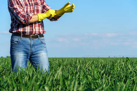 a man as a farmer dressed in protective face mask and rubber gloves checks and inspects young sprouts crops of wheat, barley or rye, or other cerealsの写真素材