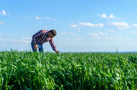 a man as a farmer poses in a field, dressed in a plaid shirt and jeans, checks and inspects young...