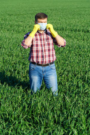 a man as a farmer poses in a field, dressed in a plaid shirt and jeans, protective face mask and rubber gloves, checks and inspects young sprouts crops of wheat, barley or rye, or other cerealsの写真素材