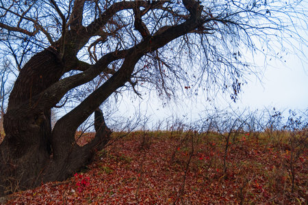 wild natural landscape, late autumn season, bare branches of trees without leaves, cloudy weather...