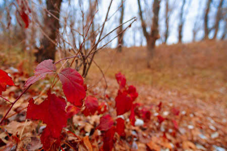 wild natural landscape, late autumn season, bright red leaves closeup, bare branches of trees...