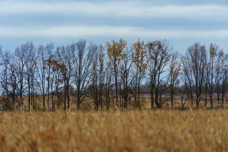 dramatic landscape, late autumn, agricultural field with dry wheat, bare branches of trees without leaves, cloudy weatherの写真素材