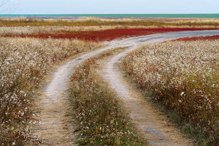 wild landscape with ground road , late autumn, dirt road through a plain with dry grass and wild...