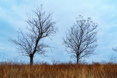 beautiful wild landscape, late autumn, bare branches of trees without leaves, cloudy weather