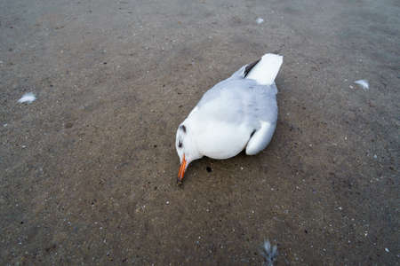 a dead bird on the sand, a seagullの写真素材