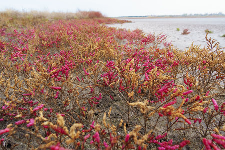 wild flowers on a sand, late autumn landscape, dry grass and plantsの写真素材