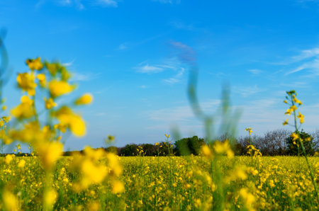 agricultural field with yellow rapeseed flowers, bright spring landscape on a sunny day, blue sky as...