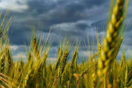 agricultural field with green wheat sprouts, dramatic spring landscape on cloudy day, overcast sky...
