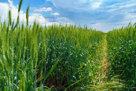a path in agricultural field with young green wheat sprouts, bright spring landscape on a sunny day,...