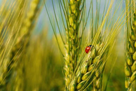 ladybug on young green wheat sprout, agricultural field, bright spring landscape on a sunny day,...
