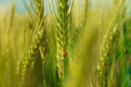 ladybug on young green wheat sprout, agricultural field, bright spring landscape on a sunny day, blue sky as backgroundの写真素材