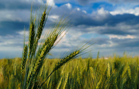 agricultural field with green wheat sprouts, dramatic spring landscape on cloudy day, overcast sky as backgroundの写真素材