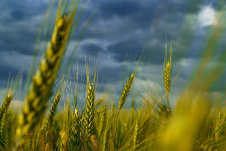 agricultural field with green wheat sprouts, dramatic spring landscape on cloudy day, overcast sky as backgroundの写真素材