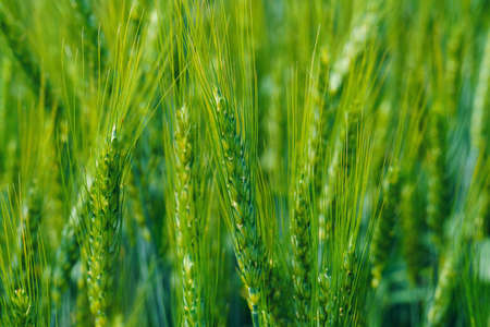 agricultural field with young green wheat sprouts, bright spring landscape on a sunny day