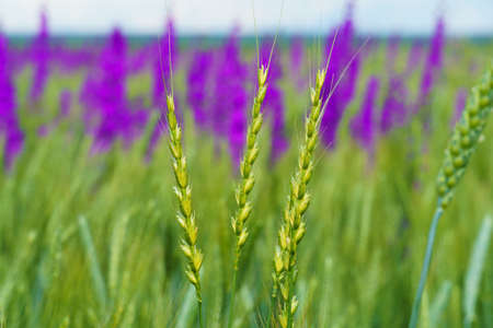 bright spring landscape on a sunny day - an agricultural field with young wheat sprouts and delphinium flowersの写真素材