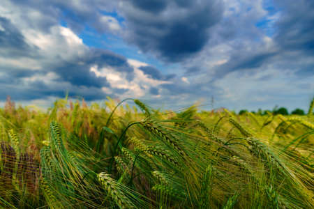 agricultural field with green wheat sprouts, dramatic spring landscape on cloudy day, overcast sky as backgroundの写真素材